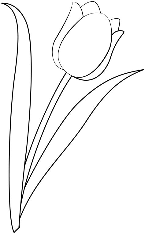 Tulip outline